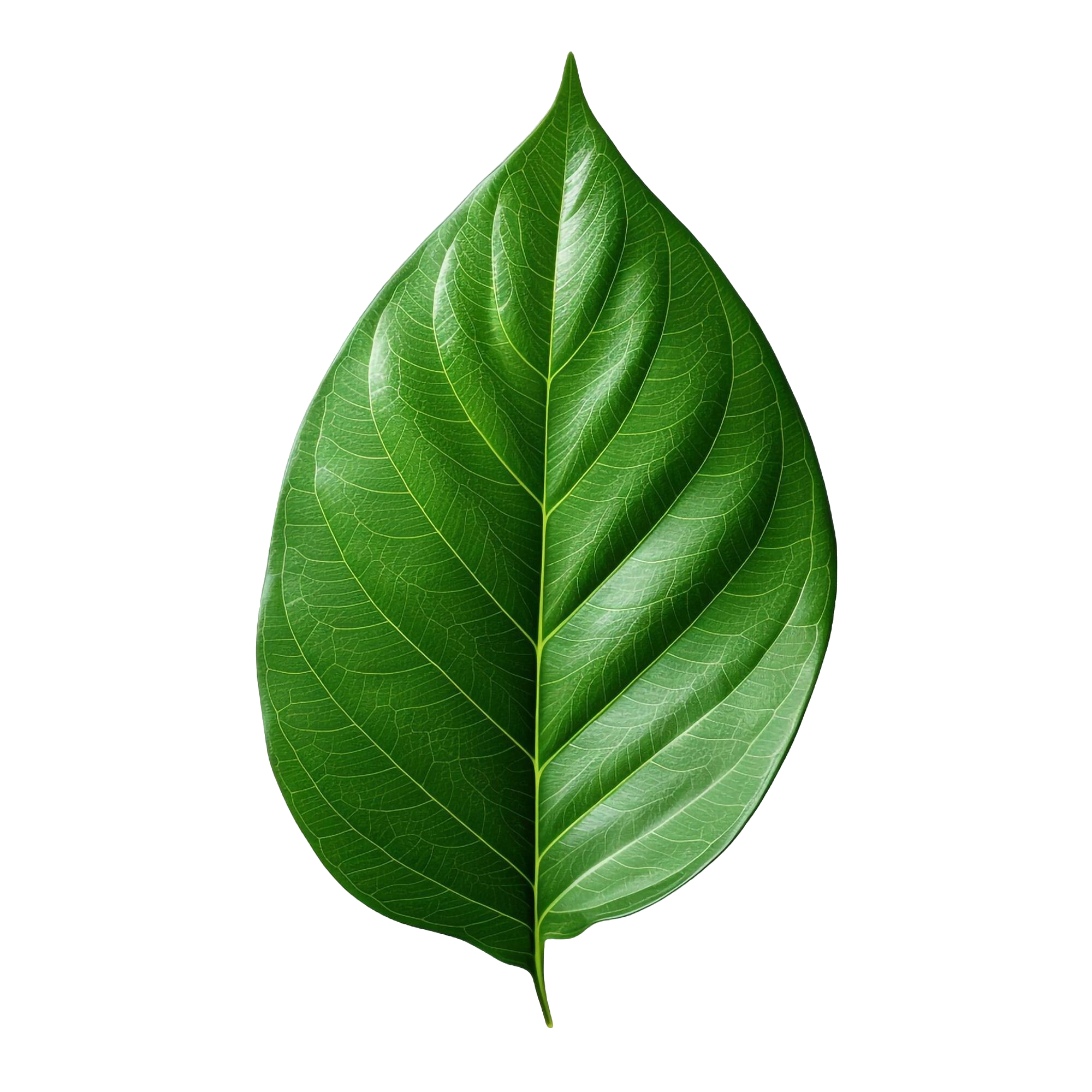 leaf