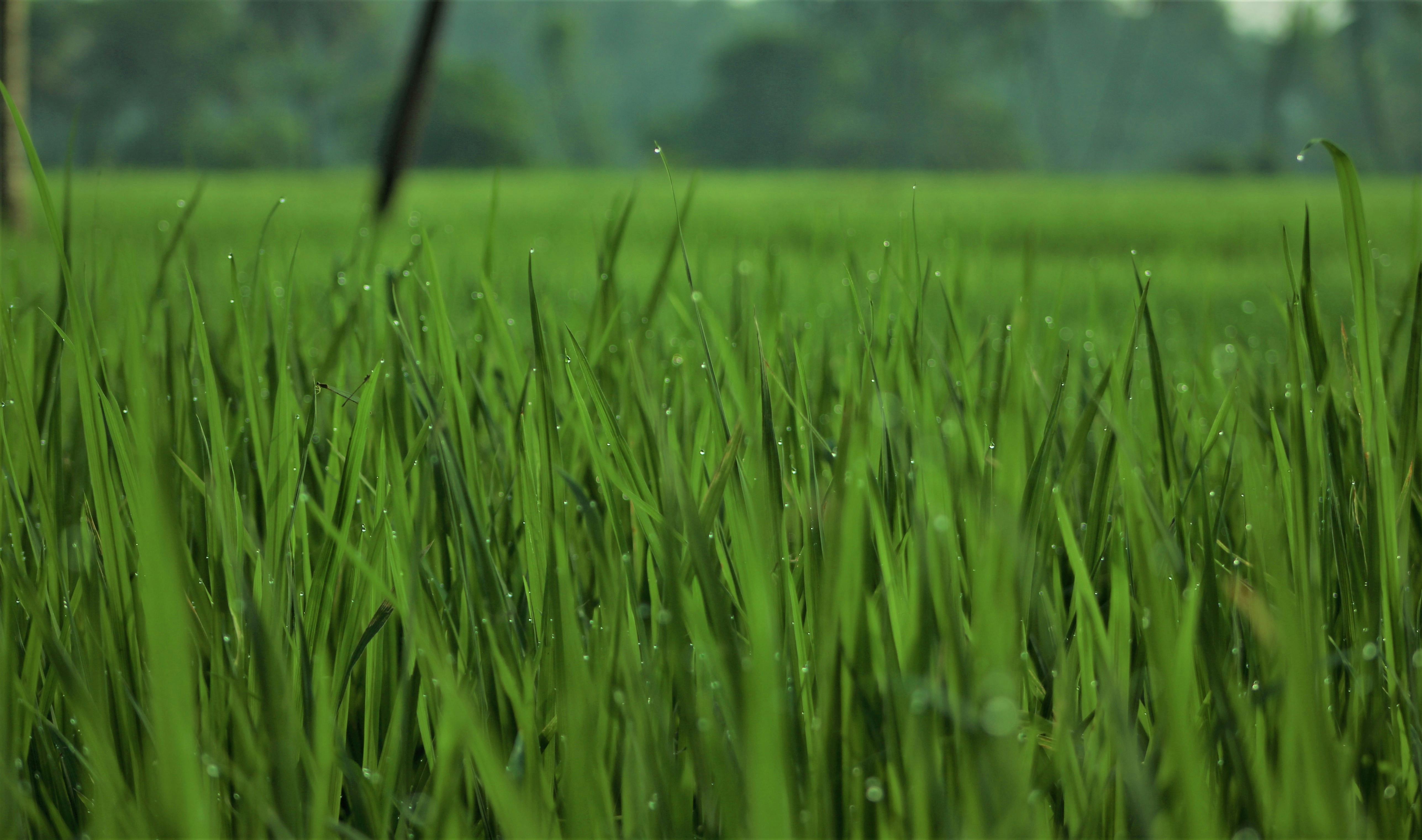 agriculture